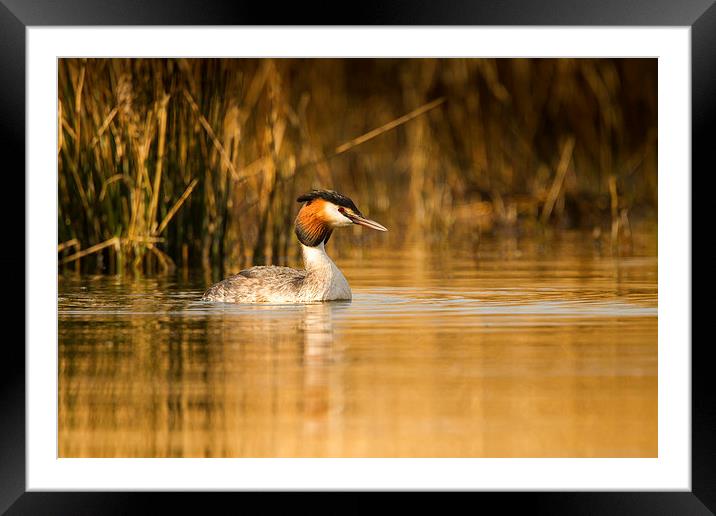 Autumn Grebe Framed Mounted Print by Mark Medcalf