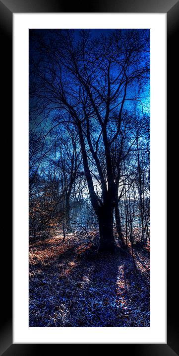 Epping Forest in Winter Framed Mounted Print by Nigel Bangert