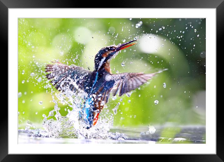 Into the Sun Kingfisher Framed Mounted Print by Mark Medcalf