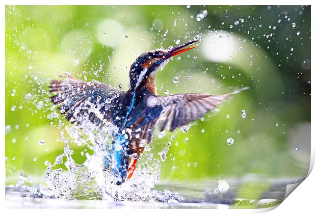 Into the Sun Kingfisher Print by Mark Medcalf