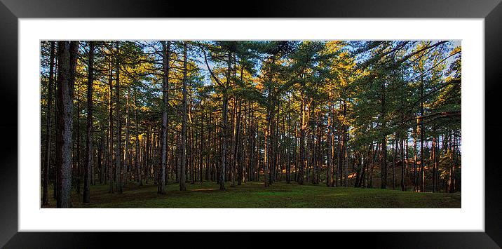 Within the wood Framed Mounted Print by Mark Bunning