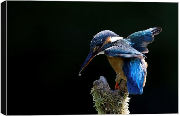 Electric Blue Kingfisher Canvas Print by Mark Medcalf