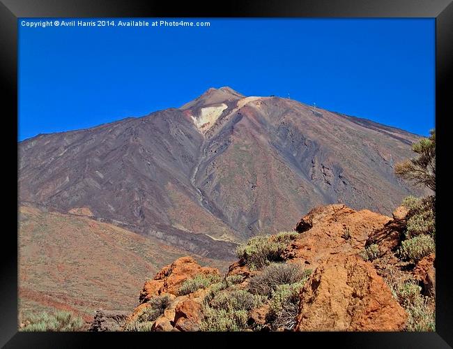 Mount Teide Tenerife Framed Print by Avril Harris