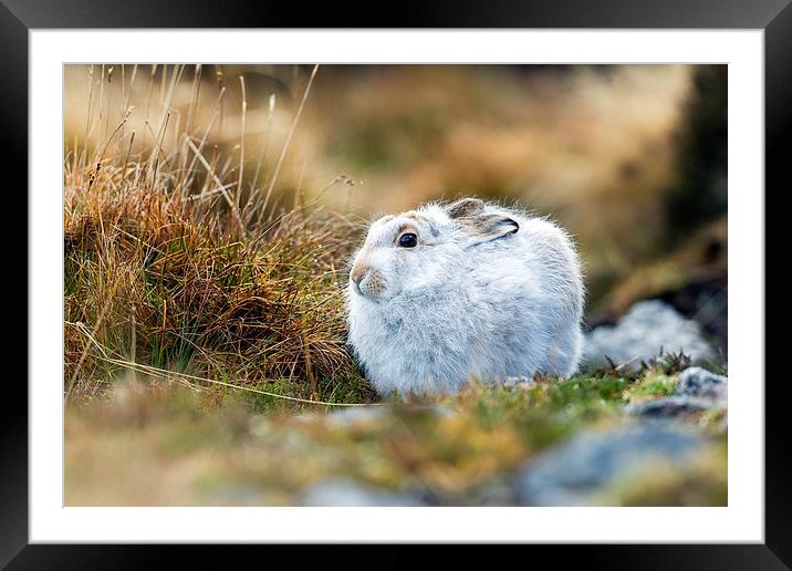 Mountain Hare Framed Mounted Print by Mark Medcalf