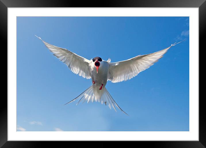 Attack of the Tern Framed Mounted Print by Mark Medcalf