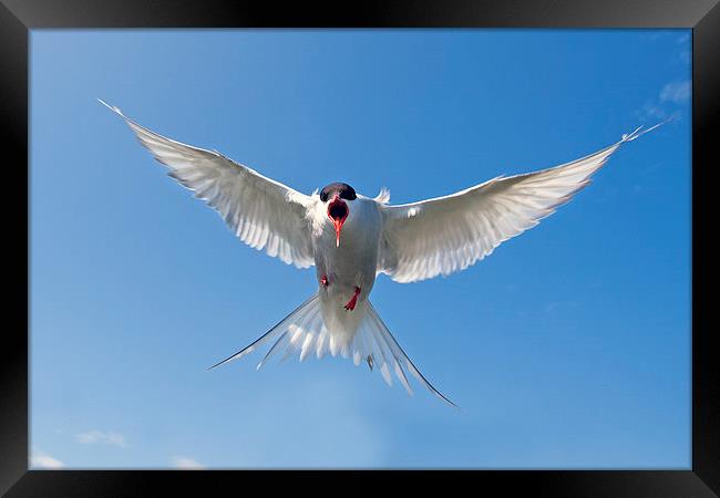 Attack of the Tern Framed Print by Mark Medcalf