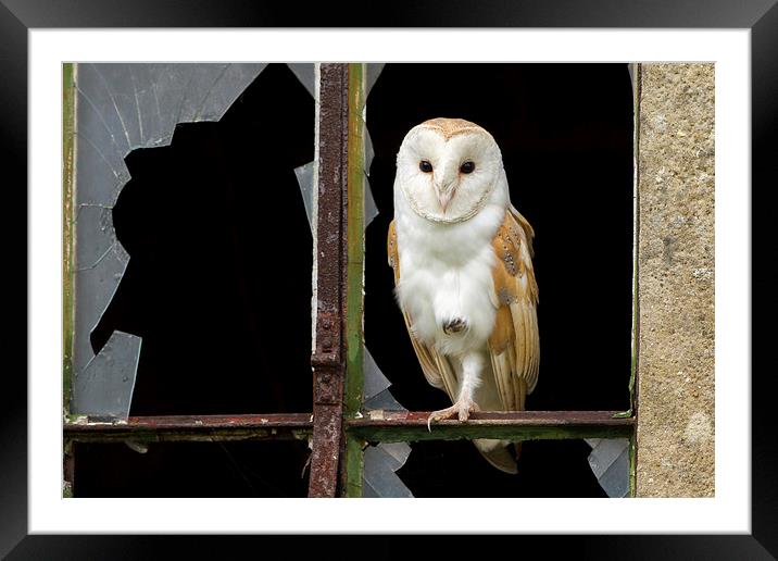Old & New Barn Owl Framed Mounted Print by Mark Medcalf