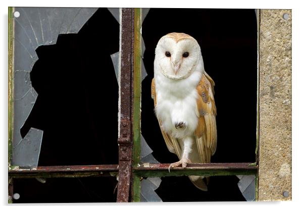 Old & New Barn Owl Acrylic by Mark Medcalf