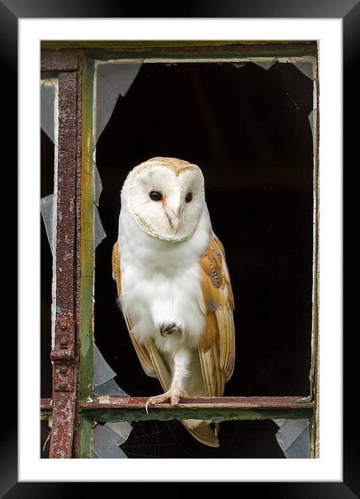 Rough Edges Barn Owl Framed Mounted Print by Mark Medcalf