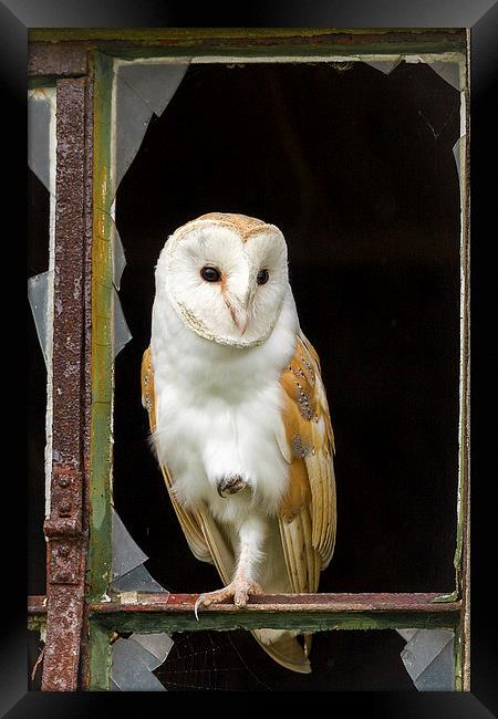 Rough Edges Barn Owl Framed Print by Mark Medcalf