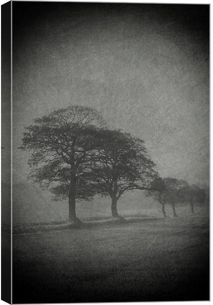 Misty Trees Canvas Print by Julie Coe