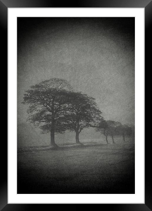 Misty Trees Framed Mounted Print by Julie Coe