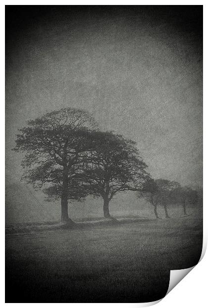 Misty Trees Print by Julie Coe