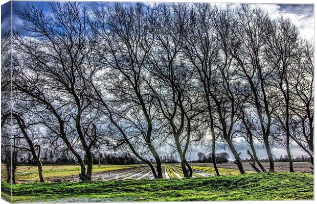 The Trees Canvas Print by Thanet Photos