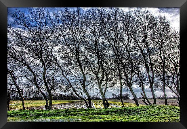 The Trees Framed Print by Thanet Photos