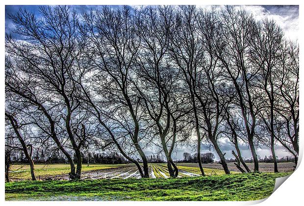 The Trees Print by Thanet Photos
