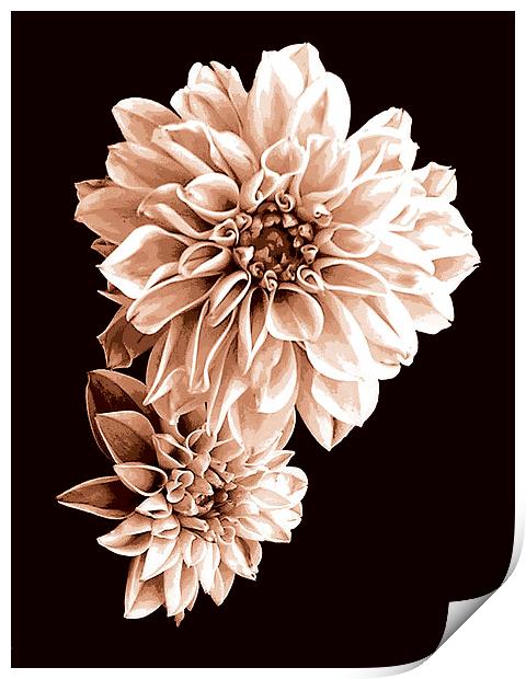 Floral Tritone Print by james balzano, jr.