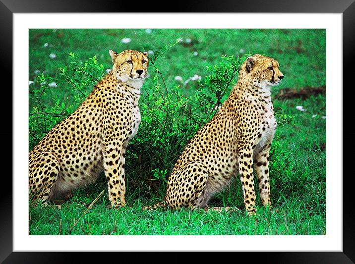 JST2863 The brothers Framed Mounted Print by Jim Tampin