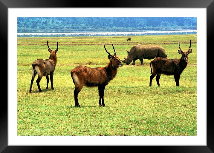JST2861 Waterbuck and White Rhino Framed Mounted Print by Jim Tampin