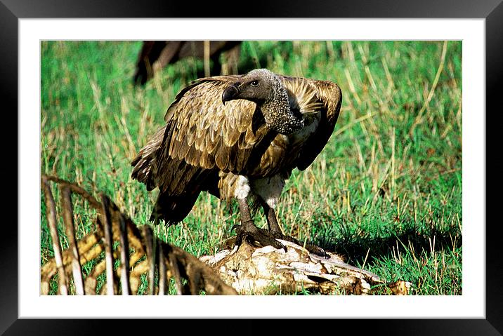 JST2860 White Backed Vulture Framed Mounted Print by Jim Tampin