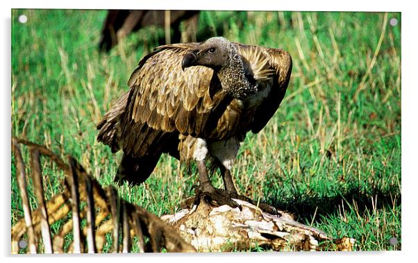 JST2860 White Backed Vulture Acrylic by Jim Tampin
