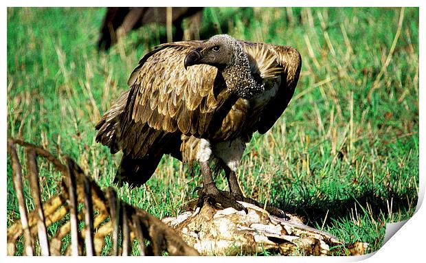 JST2860 White Backed Vulture Print by Jim Tampin