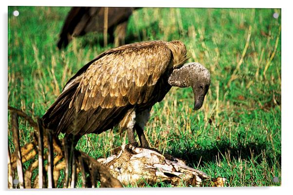 JST2859 White Backed Vulture Acrylic by Jim Tampin