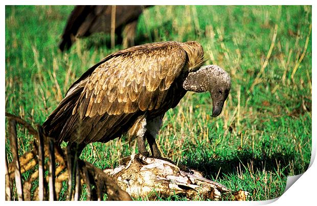JST2859 White Backed Vulture Print by Jim Tampin