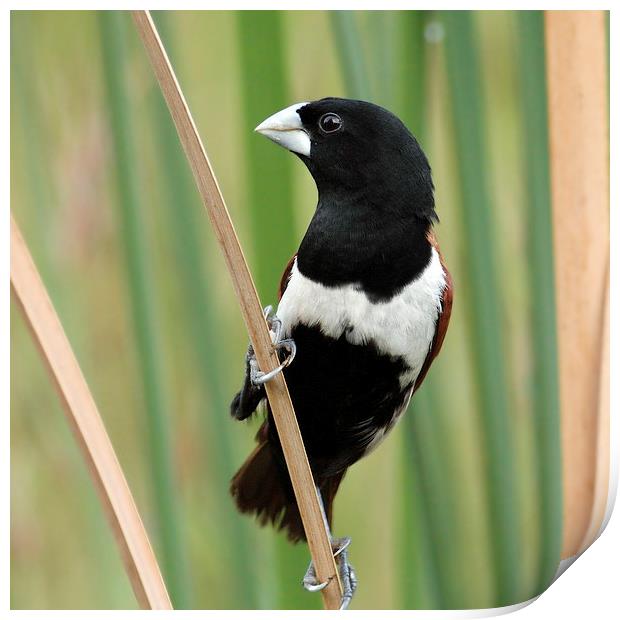 Tricoloured Munia Print by Bhagwat Tavri