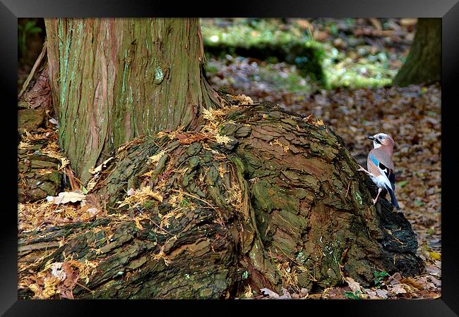 Jay in woodland area Framed Print by Paul Nicholas