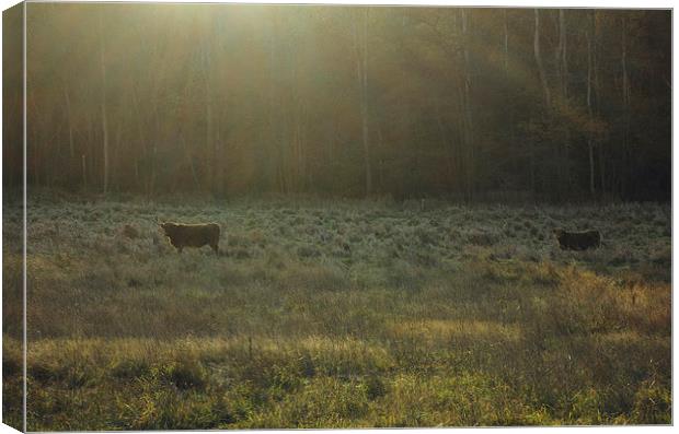 Highland cattle grazing in a field at sunset. Canvas Print by Liam Grant