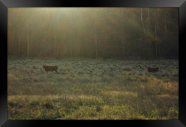 Highland cattle grazing in a field at sunset. Framed Print by Liam Grant