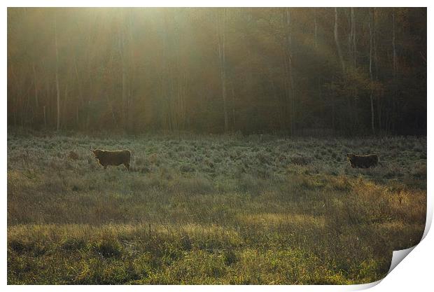 Highland cattle grazing in a field at sunset. Print by Liam Grant