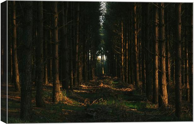 Evening sunlight on dense Pine woodland. Canvas Print by Liam Grant