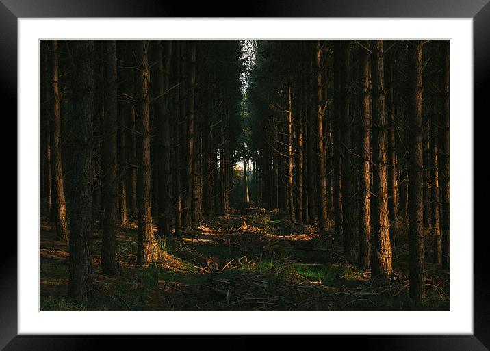 Evening sunlight on dense Pine woodland. Framed Mounted Print by Liam Grant