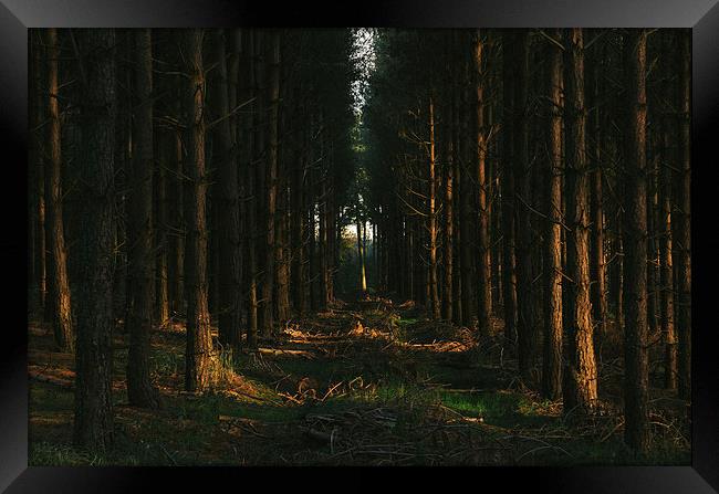 Evening sunlight on dense Pine woodland. Framed Print by Liam Grant