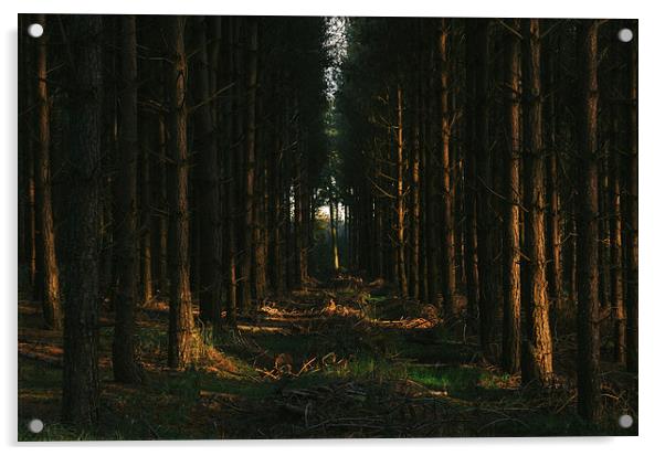 Evening sunlight on dense Pine woodland. Acrylic by Liam Grant