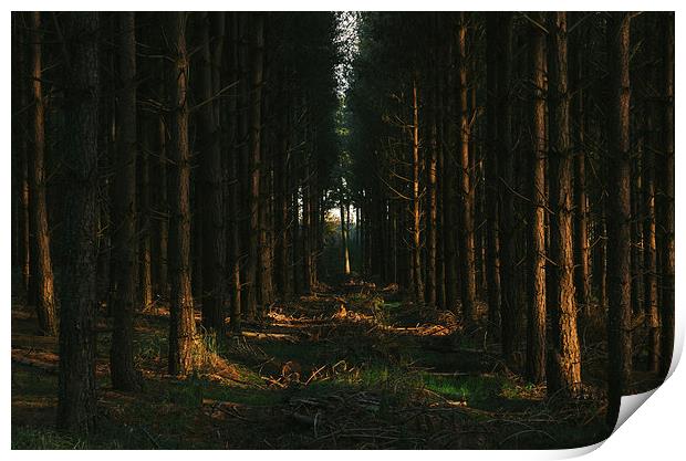 Evening sunlight on dense Pine woodland. Print by Liam Grant