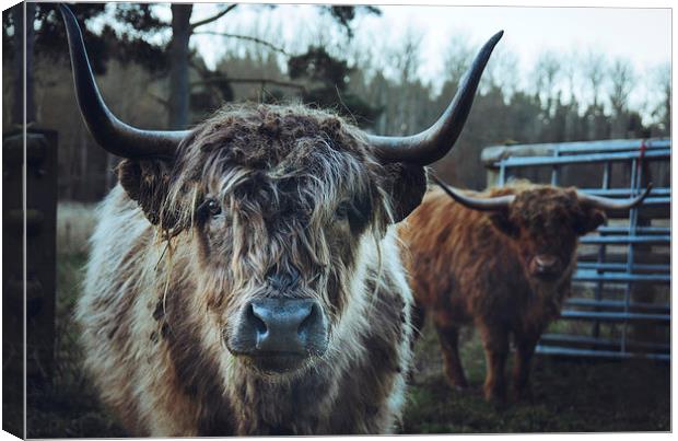 Closeup of Highland cattle. Canvas Print by Liam Grant