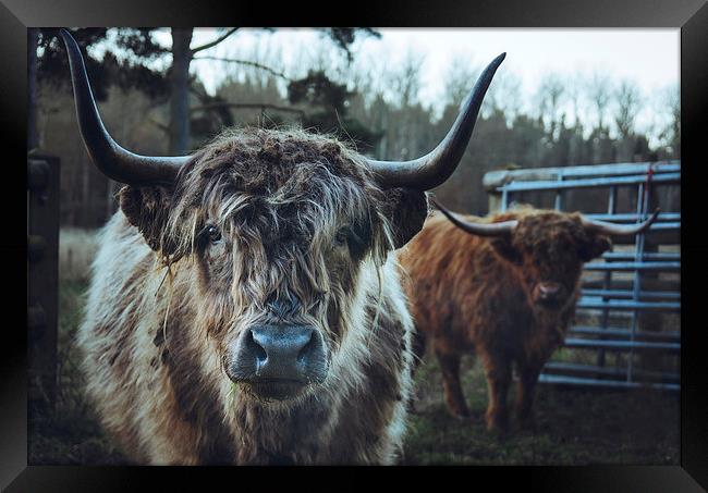 Closeup of Highland cattle. Framed Print by Liam Grant