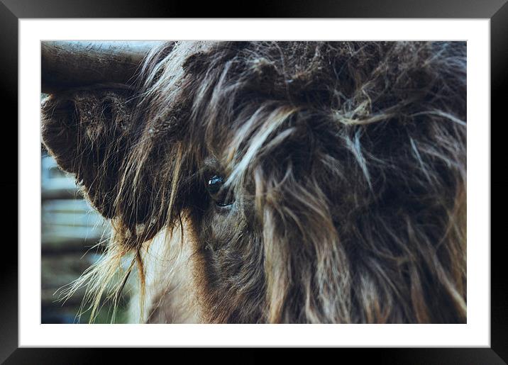 Closeup of Highland cattle. Framed Mounted Print by Liam Grant