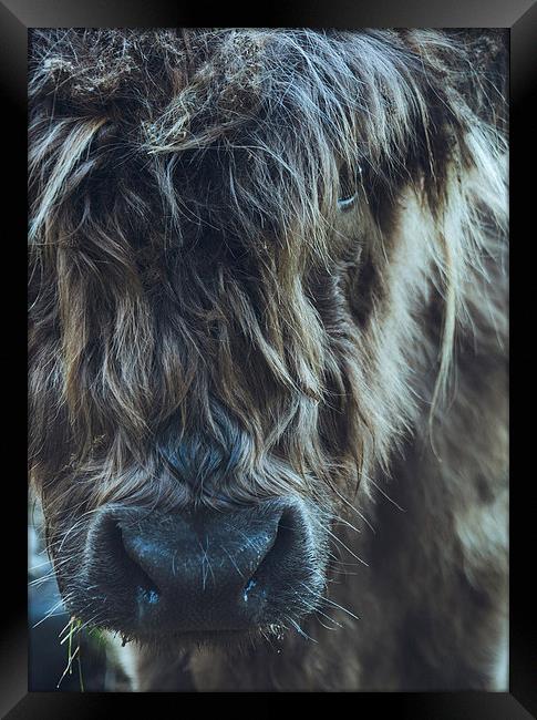 Closeup of Highland cattle. Framed Print by Liam Grant
