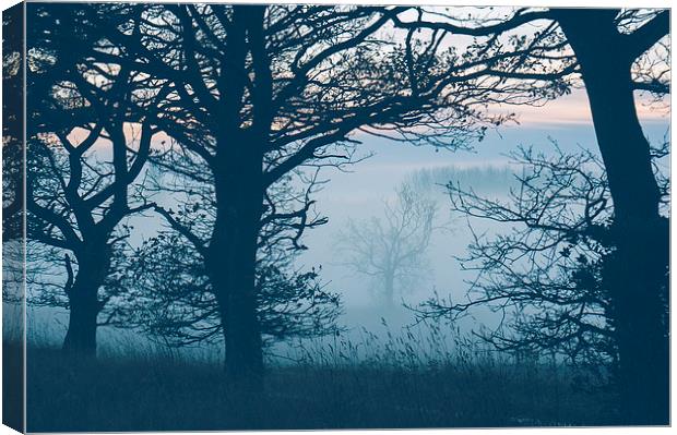 Distant tree in fog. Norfolk, UK. Canvas Print by Liam Grant