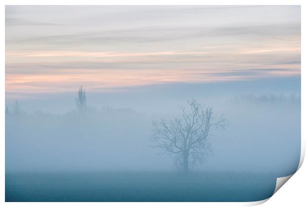 Evening sky and rural tree though fog. Print by Liam Grant