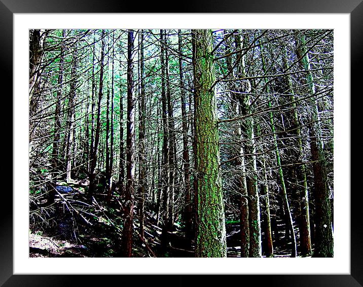 Deadwood in the forest Framed Mounted Print by Bill Lighterness