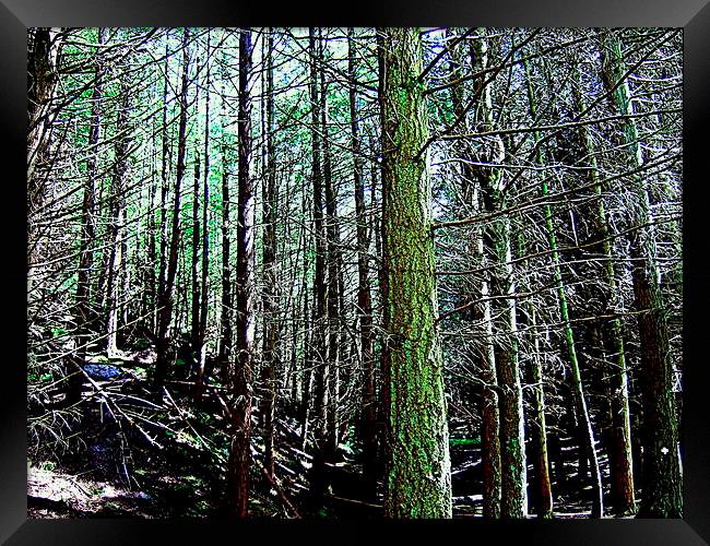 Deadwood in the forest Framed Print by Bill Lighterness