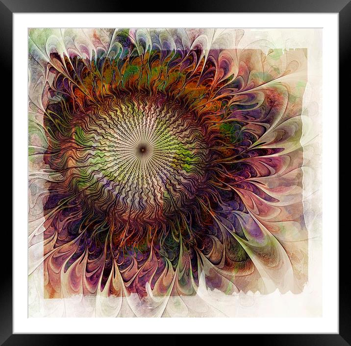 Painted Daisy Framed Mounted Print by Amanda Moore