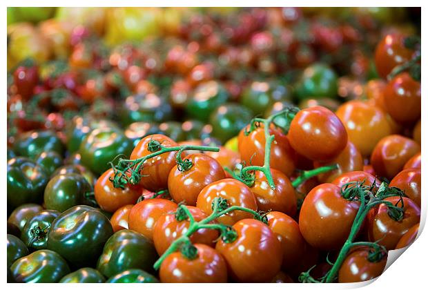 Various  luscious ripe tomatoes Print by Martin Patten