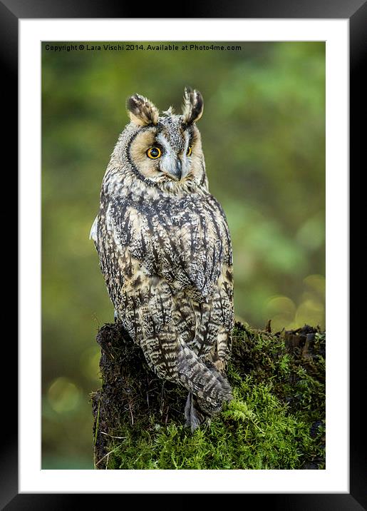 Long-eared Owl - Asio Otus Framed Mounted Print by Lara Vischi