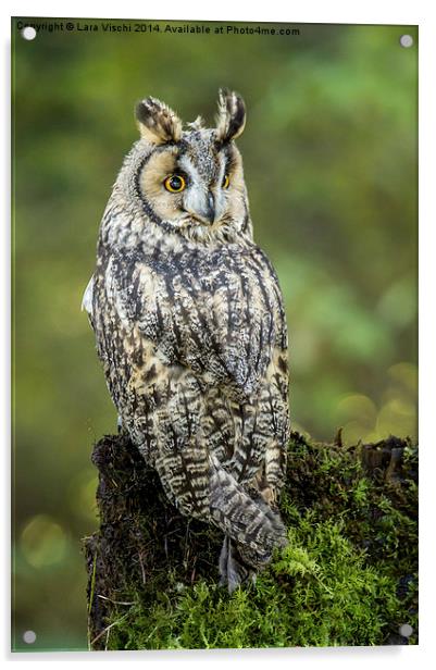 Long-eared Owl - Asio Otus Acrylic by Lara Vischi